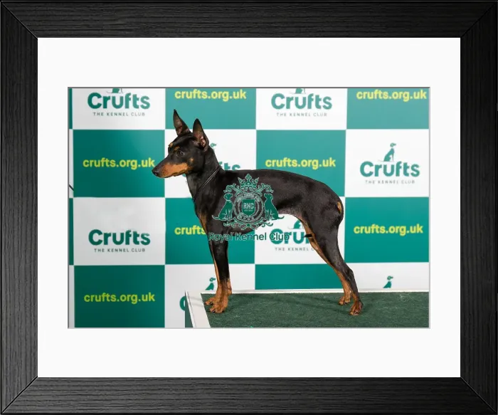 Framed Print : Best of Breed English Toy Terrier Crufts 2023 Framed Print : Best of Breed English Toy Terrier Crufts 2023