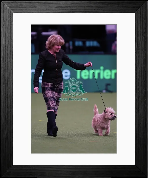 Framed Print : Elizabeth Theodorson and Merril Schmitt from Canada with Danny, a Cairn Terrier, which was the Best of Breed winner today (Saturday 11. 03. 23), the third day of Crufts 2023, at the NEC Birmingham Framed Print : Elizabeth Theodorson and Merril Schmitt from Canada with Danny, a Cairn Terrier, which was the Best of Breed winner today (Saturday 11. 03. 23), the third day of Crufts 2023, at the NEC Birmingham