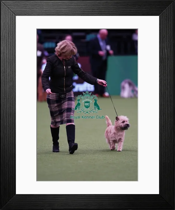 Framed Print : Elizabeth Theodorson and Merril Schmitt from Canada with Danny, a Cairn Terrier, which was the Best of Breed winner today (Saturday 11. 03. 23), the third day of Crufts 2023, at the NEC Birmingham Framed Print : Elizabeth Theodorson and Merril Schmitt from Canada with Danny, a Cairn Terrier, which was the Best of Breed winner today (Saturday 11. 03. 23), the third day of Crufts 2023, at the NEC Birmingham