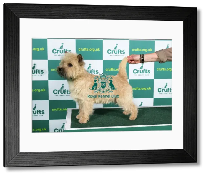 Framed Print : Best of Breed Cairn Terrier Crufts 2023 Framed Print : Best of Breed Cairn Terrier Crufts 2023