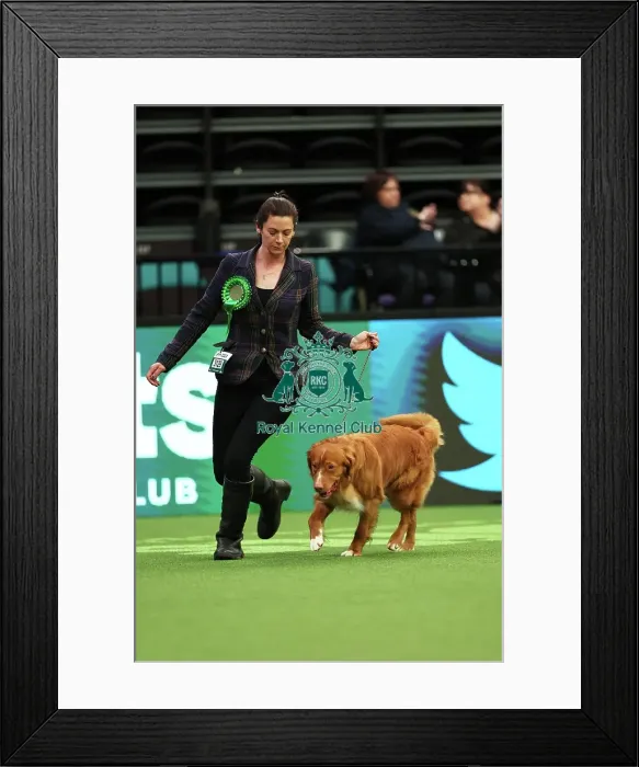 Framed Print : Michelle Elkin from Rickmansworth with Quentin, a Nova Scotia Duck Tolling Retriever, which was the Best of Breed winner today (Thursday 09. 03. 23), the first day of Crufts 2023, at the NEC Birmingham Framed Print : Michelle Elkin from Rickmansworth with Quentin, a Nova Scotia Duck Tolling Retriever, which was the Best of Breed winner today (Thursday 09. 03. 23), the first day of Crufts 2023, at the NEC Birmingham