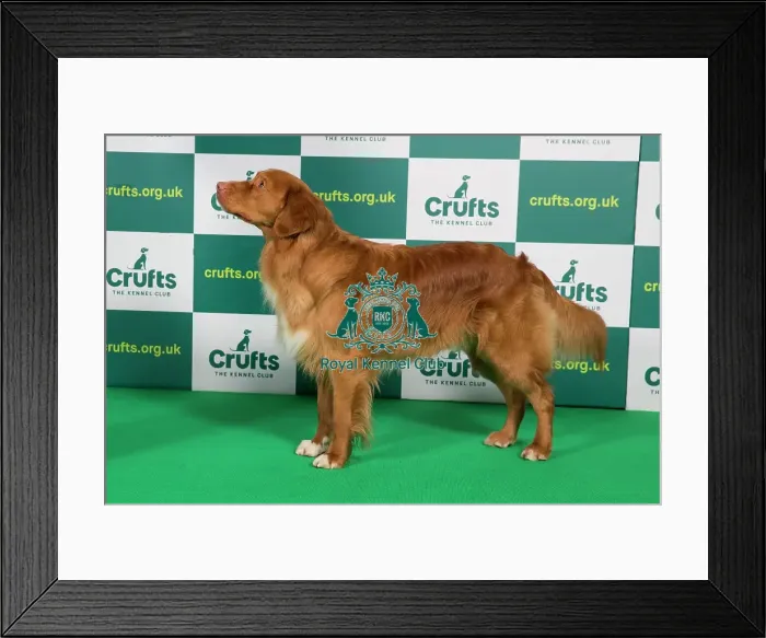 Framed Print : Best of Breed RETRIEVER (NOVA SCOTIA DUCK TOLLING) Crufts 2023