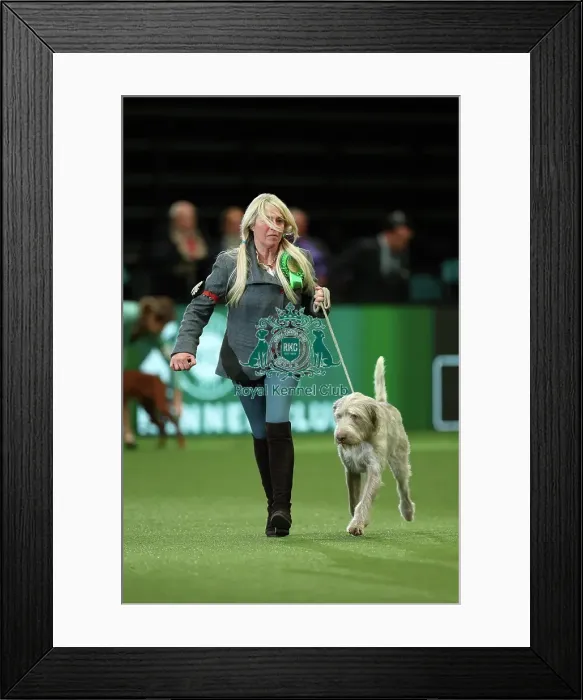 Framed Print : Lynda Adams, from Warwick with Jakob, a Slovakian Rough Haired Pointer, which was the Best of Breed winner today (Thursday 09. 03. 23), the first day of Crufts 2023, at the NEC Birmingham Framed Print : Lynda Adams, from Warwick with Jakob, a Slovakian Rough Haired Pointer, which was the Best of Breed winner today (Thursday 09. 03. 23), the first day of Crufts 2023, at the NEC Birmingham