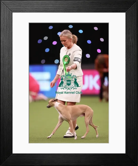 Framed Print : Heidi Bekkvang from Norway with Jasper, a Whippet, which was the Best of Breed winner today (Saturday 11. 03. 23), the third day of Crufts 2023, at the NEC Birmingham