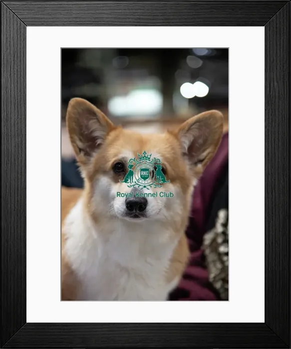 Framed Print : Portrait of Ein the Welsh corgi from Sheffield owner: Lousie roper Framed Print : Portrait of Ein the Welsh corgi from Sheffield owner: Lousie roper