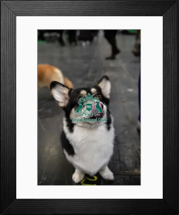 Framed Print : 8775 Welsh corgi in rare colours for a Pembroke Framed Print : 8775 Welsh corgi in rare colours for a Pembroke