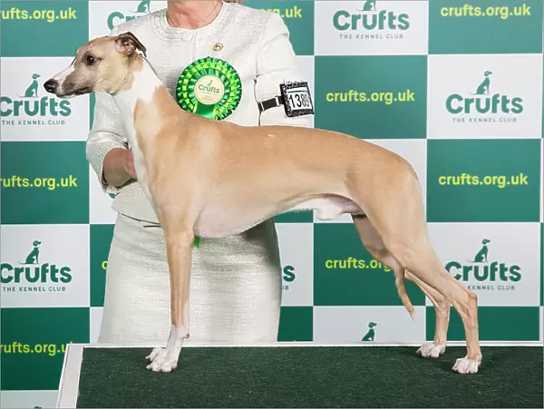 Best of Breed WHIPPET Crufts 2023