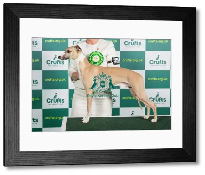 Framed Print : Best of Breed WHIPPET Crufts 2023 Framed Print : Best of Breed WHIPPET Crufts 2023