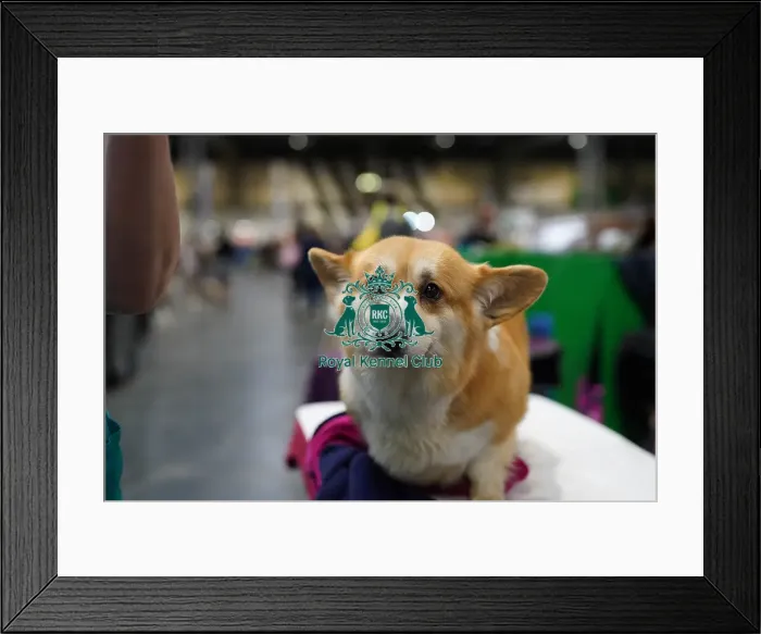 Framed Print : Amanda Rees with their Welsh Corgi (Pembroke), called Tinkerbell, today (Friday 10. 03. 2023) at Crufts 2023 Framed Print : Amanda Rees with their Welsh Corgi (Pembroke), called Tinkerbell, today (Friday 10. 03. 2023) at Crufts 2023