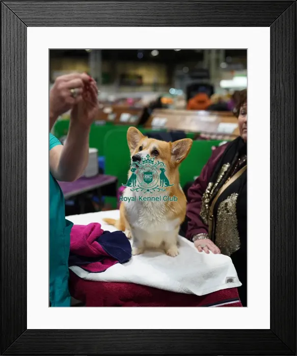 Framed Print : Amanda Rees with their Welsh Corgi (Pembroke), called Tinkerbell, today (Friday 10. 03. 2023) at Crufts 2023