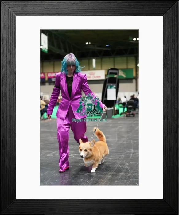 Framed Print : Louise Roper with their Welsh Corgi (Pembroke), called Ein, today (Friday 10. 03. 2023) at Crufts 2023 Framed Print : Louise Roper with their Welsh Corgi (Pembroke), called Ein, today (Friday 10. 03. 2023) at Crufts 2023