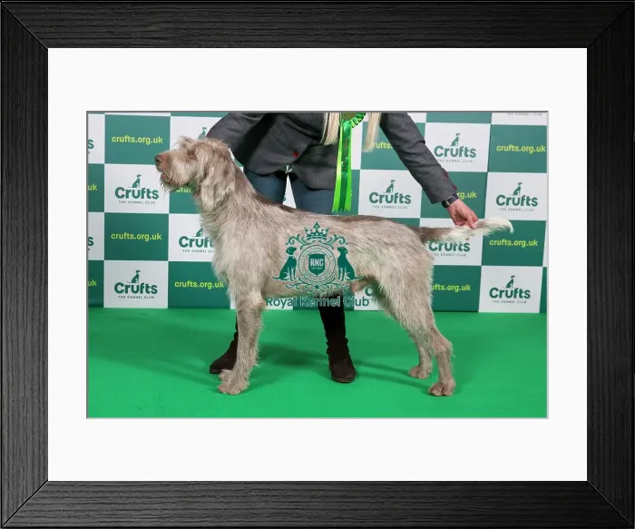 Framed Print : Best of Breed Slovakian Rough Haired Pointer 2023 Framed Print : Best of Breed Slovakian Rough Haired Pointer 2023