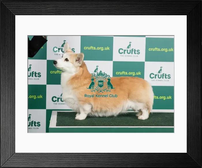 Framed Print : Best of Breed WELSH CORGI (PEMBROKE) Crufts 2023 Framed Print : Best of Breed WELSH CORGI (PEMBROKE) Crufts 2023