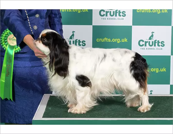 Best of Breed KING CHARLES SPANIEL Crufts 2023
