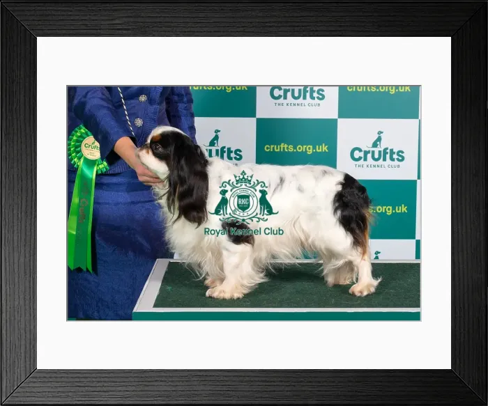 Framed Print : Best of Breed KING CHARLES SPANIEL Crufts 2023 Framed Print : Best of Breed KING CHARLES SPANIEL Crufts 2023