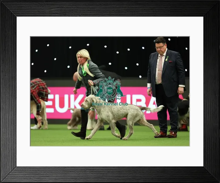 Framed Print : Lynda Adams, from Warwick with Jakob, a Slovakian Rough Haired Pointer, which was the Best of Breed winner today (Thursday 09. 03. 23), the first day of Crufts 2023, at the NEC Birmingham Framed Print : Lynda Adams, from Warwick with Jakob, a Slovakian Rough Haired Pointer, which was the Best of Breed winner today (Thursday 09. 03. 23), the first day of Crufts 2023, at the NEC Birmingham