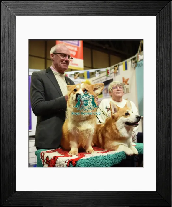 Framed Print : Discover Dogs Kennel Gazette Framed Print : Discover Dogs Kennel Gazette