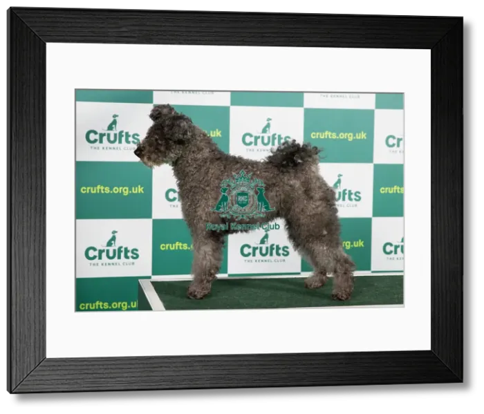Framed Print : Best of Breed HUNGARIAN PUMI Crufts 2023 Framed Print : Best of Breed HUNGARIAN PUMI Crufts 2023