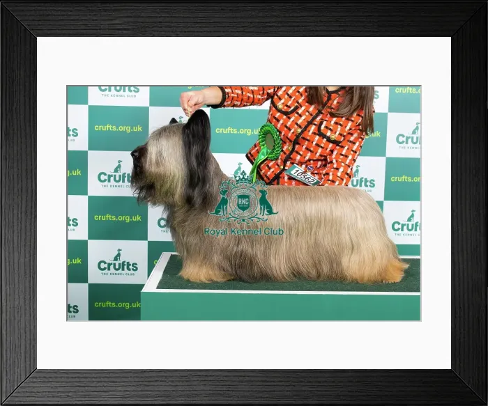Framed Print : Best of Breed Skye Terrier Crufts 2023 Framed Print : Best of Breed Skye Terrier Crufts 2023