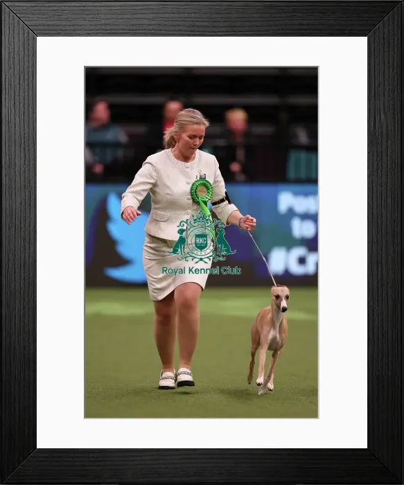 Framed Print : Heidi Bekkvang from Norway with Jasper, a Whippet, which was the Best of Breed winner today (Saturday 11. 03. 23), the third day of Crufts 2023, at the NEC Birmingham