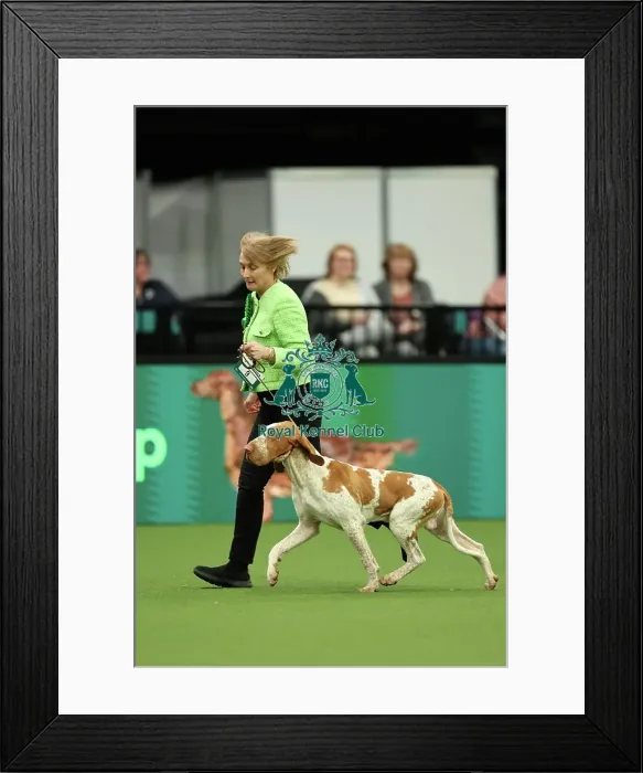 Framed Print : Lynne Bowley from Elgin with Cooper, a Bracco Italiano, which was the Best of Breed winner today (Thursday 09. 03. 23), the first day of Crufts 2023, at the NEC Birmingham Framed Print : Lynne Bowley from Elgin with Cooper, a Bracco Italiano, which was the Best of Breed winner today (Thursday 09. 03. 23), the first day of Crufts 2023, at the NEC Birmingham