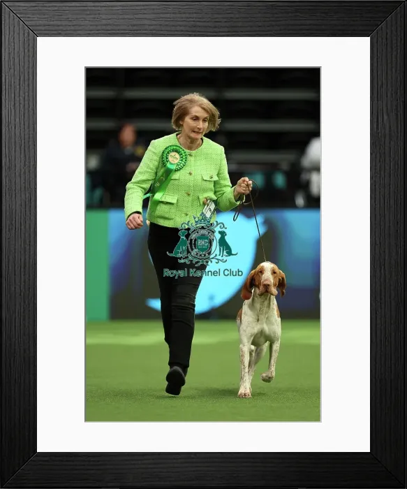 Framed Print : Lynne Bowley from Elgin with Cooper, a Bracco Italiano, which was the Best of Breed winner today (Thursday 09. 03. 23), the first day of Crufts 2023, at the NEC Birmingham Framed Print : Lynne Bowley from Elgin with Cooper, a Bracco Italiano, which was the Best of Breed winner today (Thursday 09. 03. 23), the first day of Crufts 2023, at the NEC Birmingham
