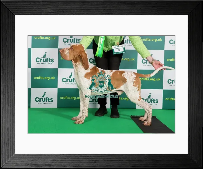Framed Print : Best of Breed Bracco Italiano Crufts 2023 Framed Print : Best of Breed Bracco Italiano Crufts 2023