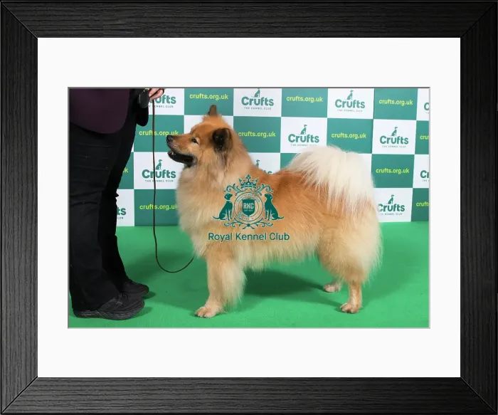 Framed Print : Best of Breed EURASIER Crufts 2023 Framed Print : Best of Breed EURASIER Crufts 2023