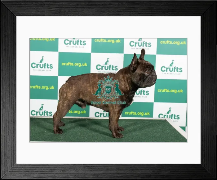 Framed Print : Best of Breed FRENCH BULLDOG Crufts 2023 Framed Print : Best of Breed FRENCH BULLDOG Crufts 2023