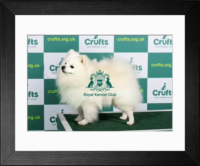 Framed Print : Best of Breed GERMAN SPITZ (KLEIN) Crufts 2023 Framed Print : Best of Breed GERMAN SPITZ (KLEIN) Crufts 2023