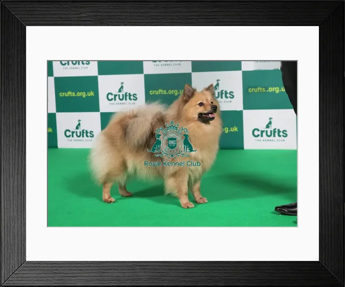 Framed Print : Best of Breed GERMAN SPITZ (MITTEL) Crufts 2023 Framed Print : Best of Breed GERMAN SPITZ (MITTEL) Crufts 2023