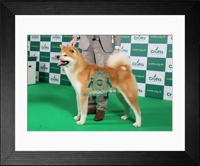 Framed Print : Best of Breed JAPANESE AKITA INU Crufts 2023 Framed Print : Best of Breed JAPANESE AKITA INU Crufts 2023