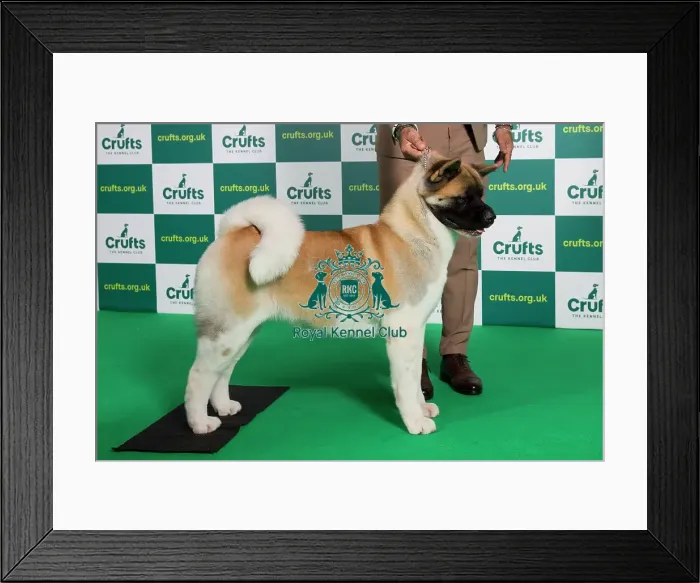 Framed Print : Best of Breed Akita Crufts 2023 Framed Print : Best of Breed Akita Crufts 2023