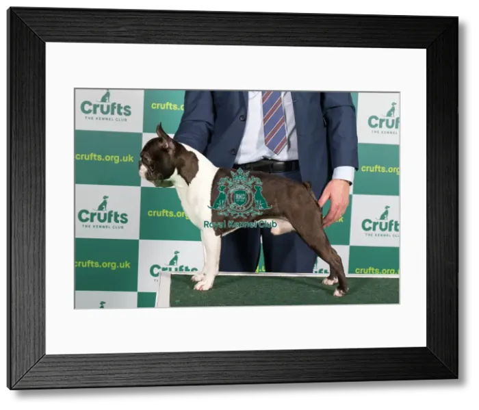 Framed Print : Best of Breed Boston Terrier Crufts 2023 Framed Print : Best of Breed Boston Terrier Crufts 2023