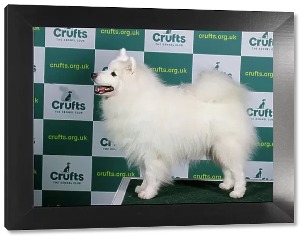 Best of Breed JAPANESE SPITZ Crufts 2023