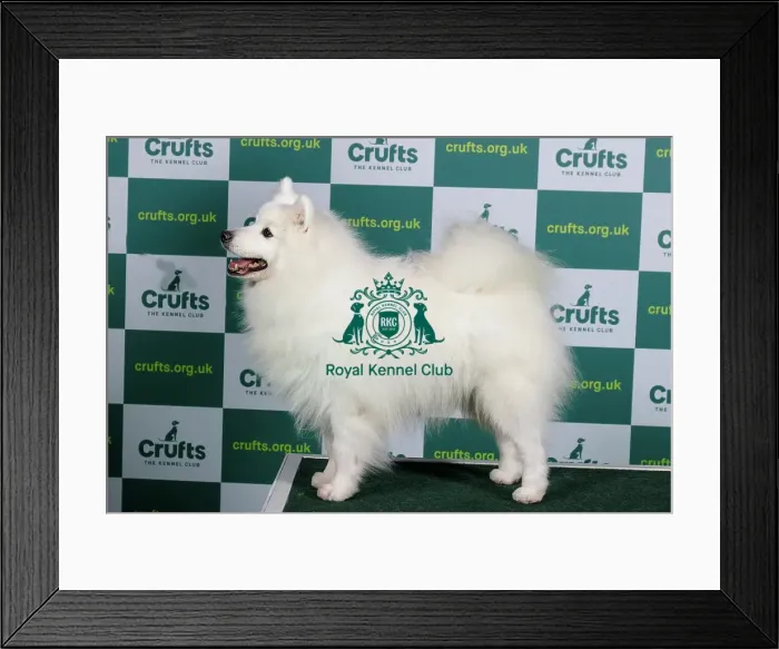 Framed Print : Best of Breed JAPANESE SPITZ Crufts 2023 Framed Print : Best of Breed JAPANESE SPITZ Crufts 2023