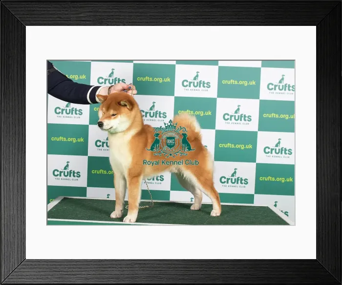 Framed Print : Best of Breed JAPANESE SHIBA INU Crufts 2023 Framed Print : Best of Breed JAPANESE SHIBA INU Crufts 2023