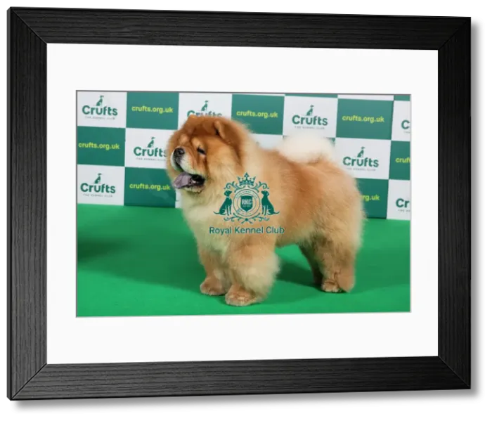 Framed Print : Best of Breed Chow Chow Crufts 2023 Framed Print : Best of Breed Chow Chow Crufts 2023