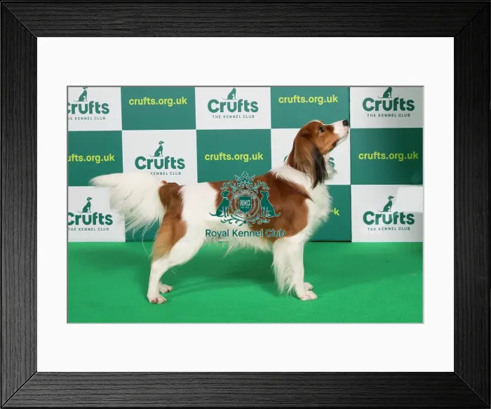 Framed Print : Best of Breed KOOIKERHONDJE Crufts 2023 Framed Print : Best of Breed KOOIKERHONDJE Crufts 2023