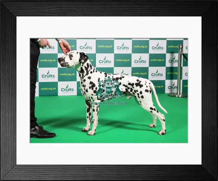 Framed Print : Best of Breed Dalmatian Crufts 2023 Framed Print : Best of Breed Dalmatian Crufts 2023