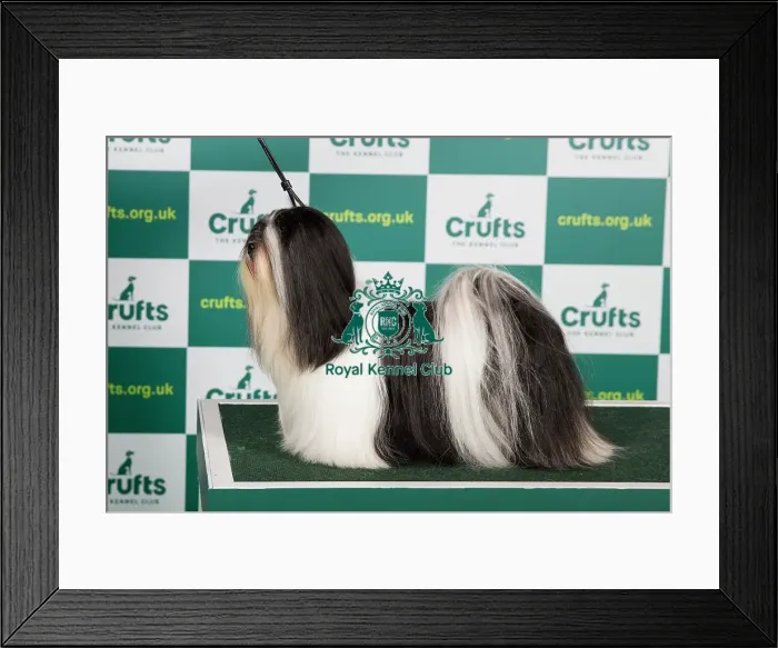 Framed Print : Best of Breed LHASA APSO Crufts 2023 Framed Print : Best of Breed LHASA APSO Crufts 2023