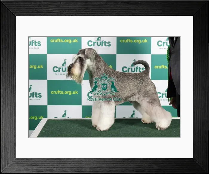 Framed Print : Best of Breed MINIATURE SCHNAUZER Crufts 2023 Framed Print : Best of Breed MINIATURE SCHNAUZER Crufts 2023