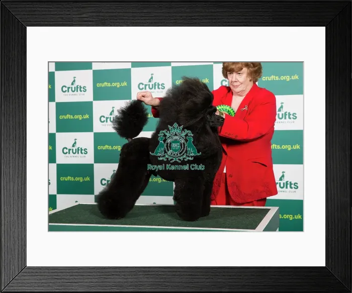 Framed Print : Best of Breed POODLE (MINIATURE) Crufts 2023 Framed Print : Best of Breed POODLE (MINIATURE) Crufts 2023