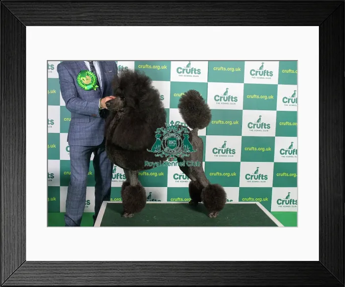 Framed Print : Best of Breed POODLE (STANDARD) Crufts 2023