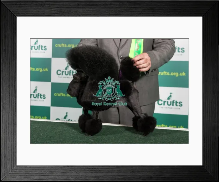 Framed Print : Best of Breed POODLE (TOY) Crufts 2023 Framed Print : Best of Breed POODLE (TOY) Crufts 2023