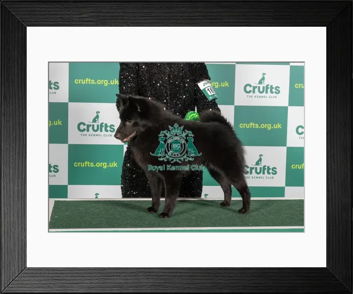 Framed Print : Best of Breed SCHIPPERKE Crufts 2023 Framed Print : Best of Breed SCHIPPERKE Crufts 2023