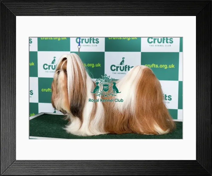 Framed Print : Best of Breed SHIH TZU Crufts 2023 Framed Print : Best of Breed SHIH TZU Crufts 2023
