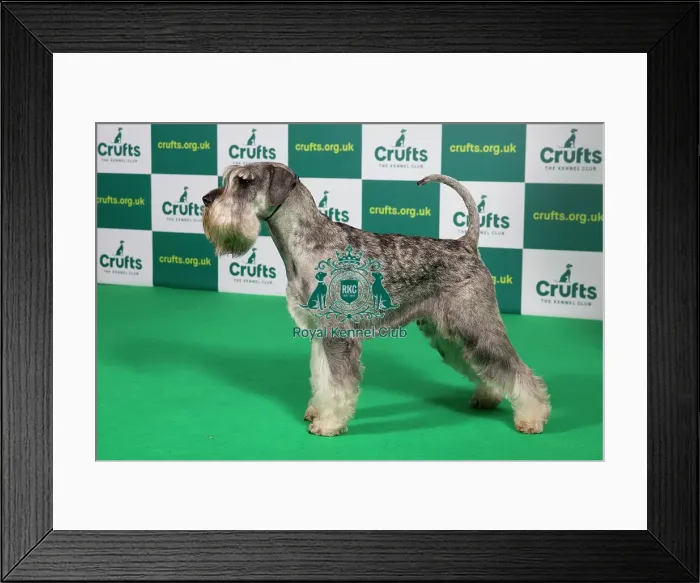 Framed Print : Best of Breed SCHNAUZER Crufts 2023 Framed Print : Best of Breed SCHNAUZER Crufts 2023