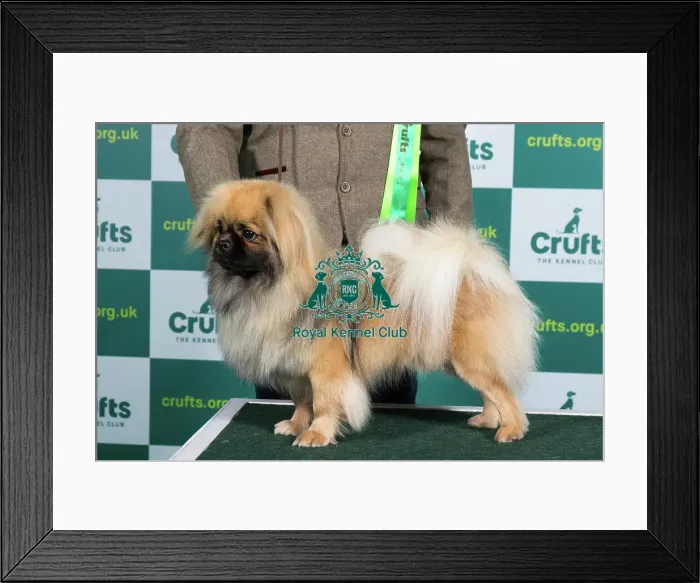 Framed Print : Best of Breed TIBETAN SPANIEL Crufts 2023 Framed Print : Best of Breed TIBETAN SPANIEL Crufts 2023