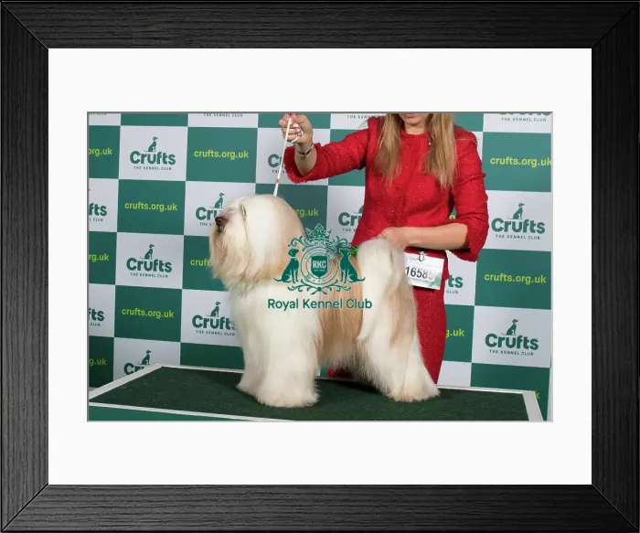 Framed Print : Best of Breed TIBETAN TERRIER Crufts 2023 Framed Print : Best of Breed TIBETAN TERRIER Crufts 2023